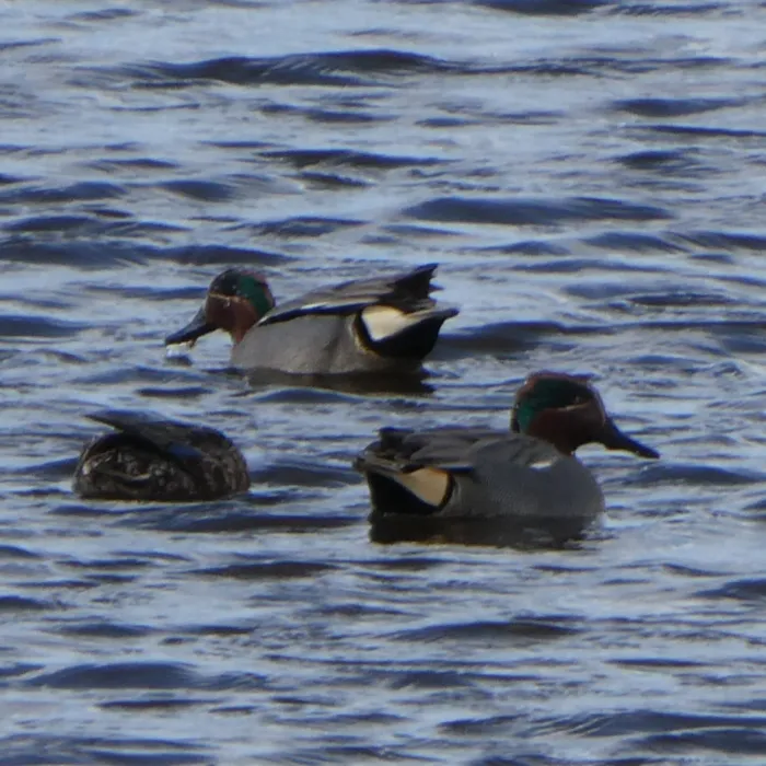 Waargenomen Wintertaling