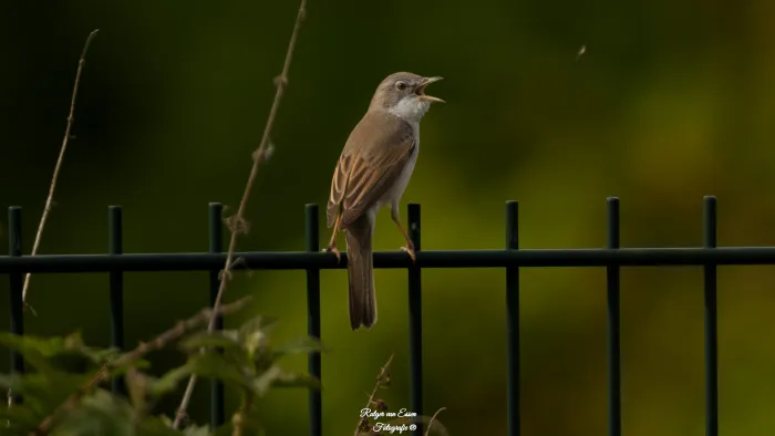 Greater Whitethroat