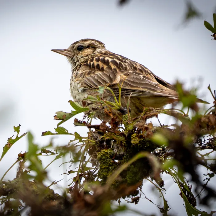 Wood Lark