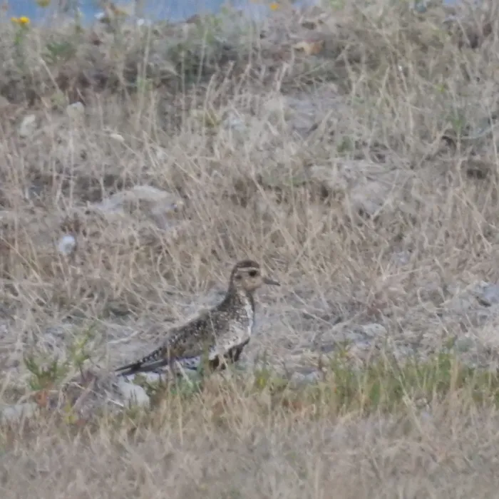 Spotted European Golden-Plover