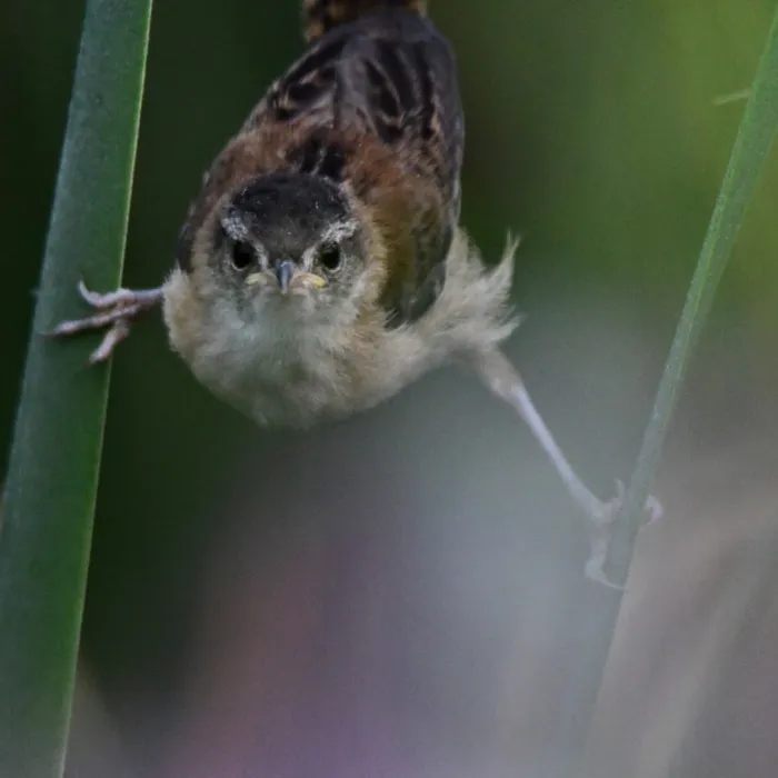 Spotted Marsh Wren