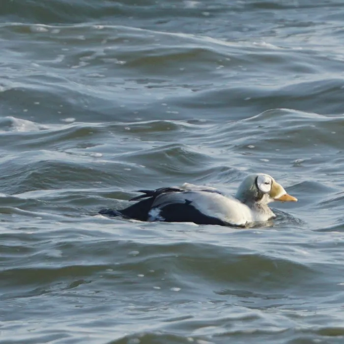 Spotted Spectacled Eider