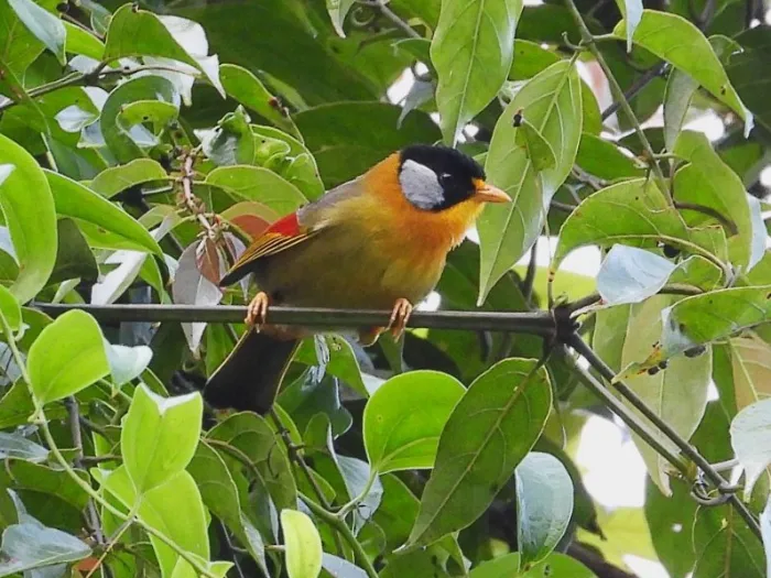 Spotted Silver-eared Mesia
