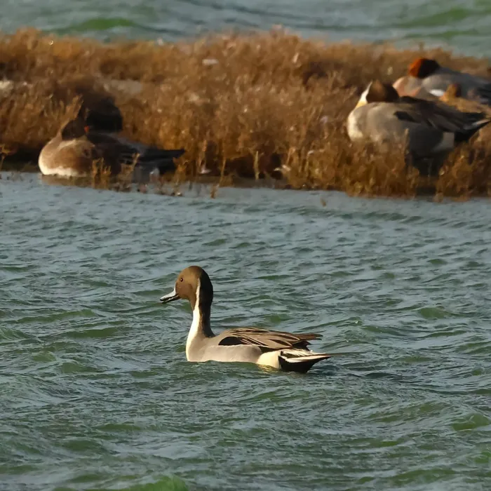 Spotted Northern Pintail