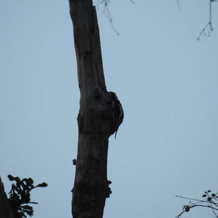 Spotted Great Spotted Woodpecker