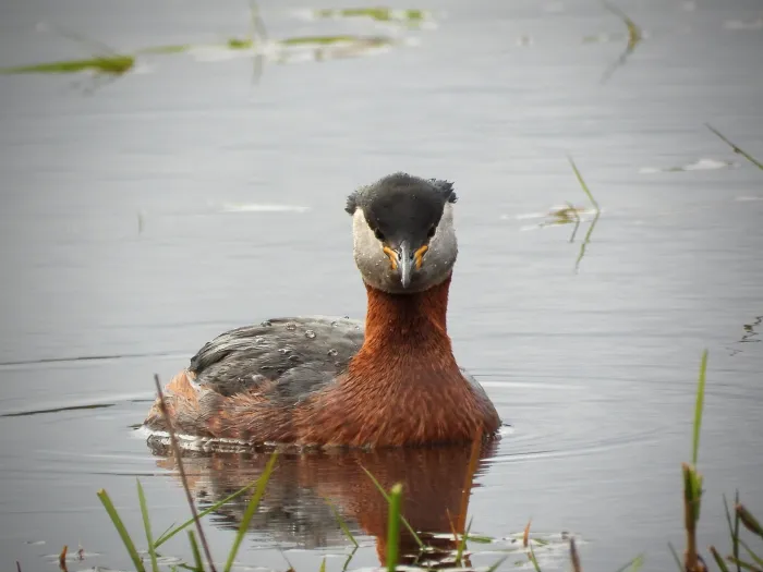 Gespotte Roodhalsfuut