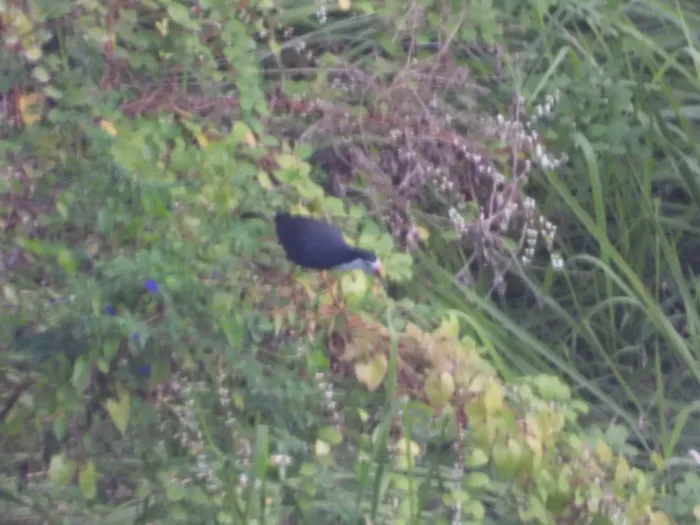 Gespotte Witborstwaterhoen