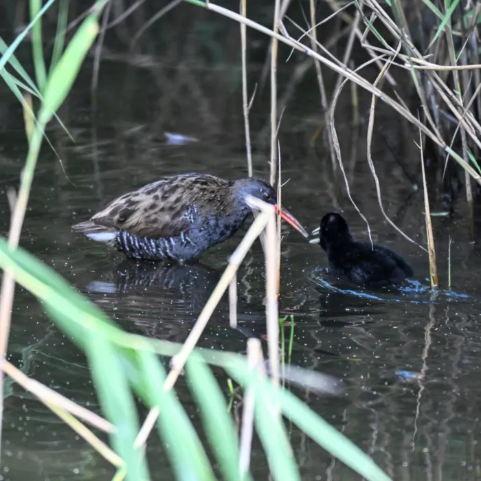 Spotted Water Rail