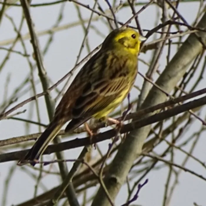 Spotted Yellowhammer