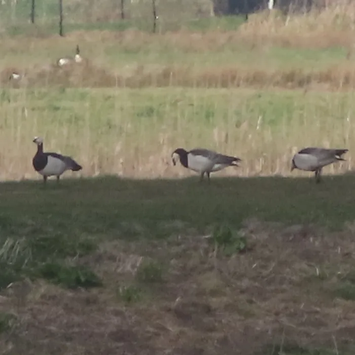 Spotted Barnacle Goose