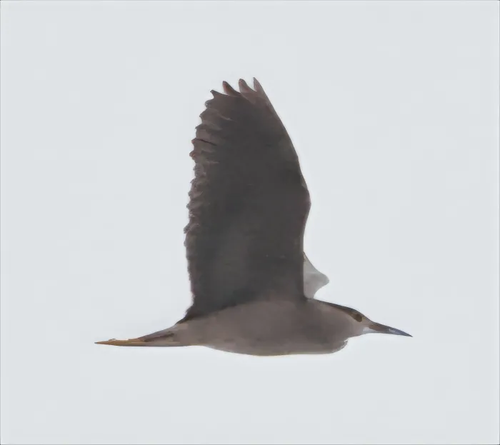 Waargenomen Kwak