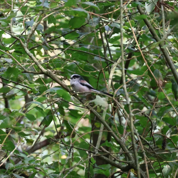 Spotted Long-tailed Tit