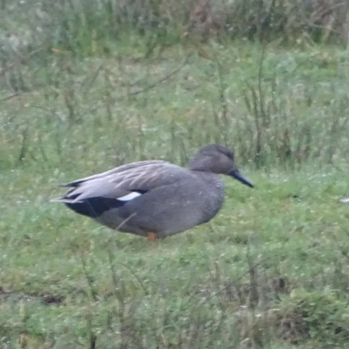Spotted Gadwall