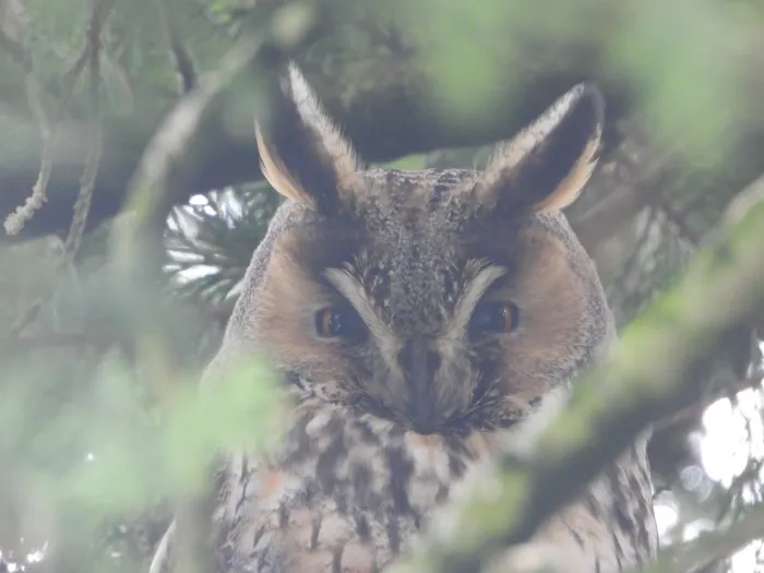 Spotted Long-eared Owl