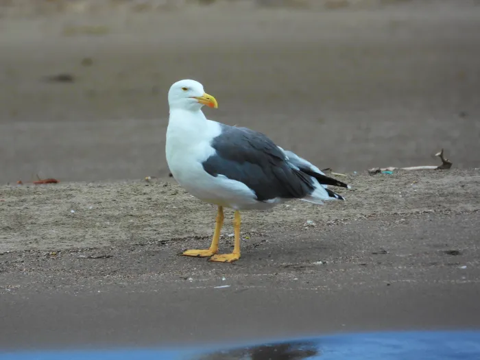 Spotted Yellow-footed Gull