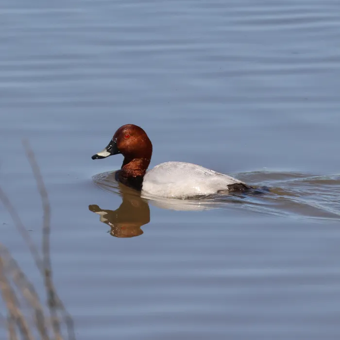 Common Pochard