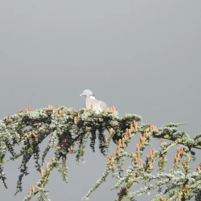 Spotted Common Wood-Pigeon