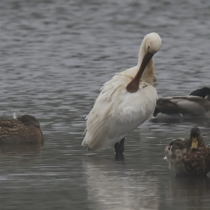 Spotted Eurasian Spoonbill