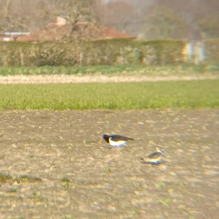 Spotted Eurasian Oystercatcher