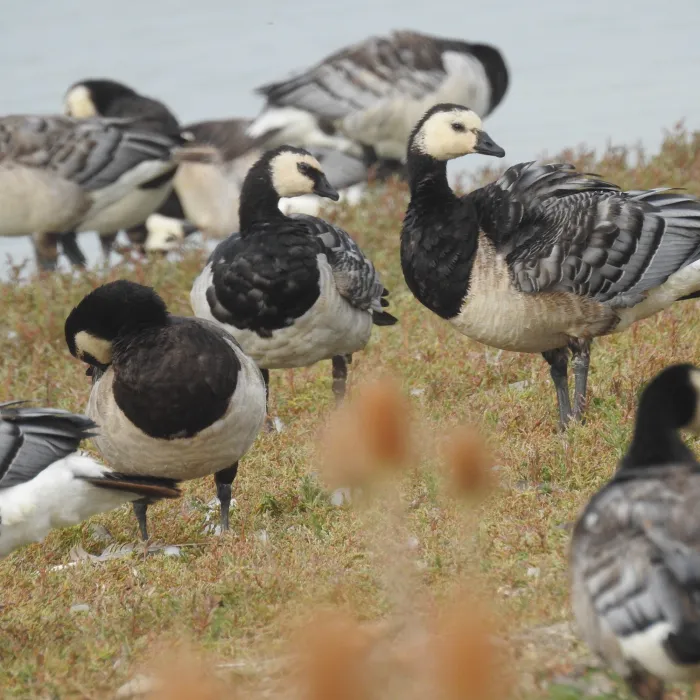 Spotted Barnacle Goose