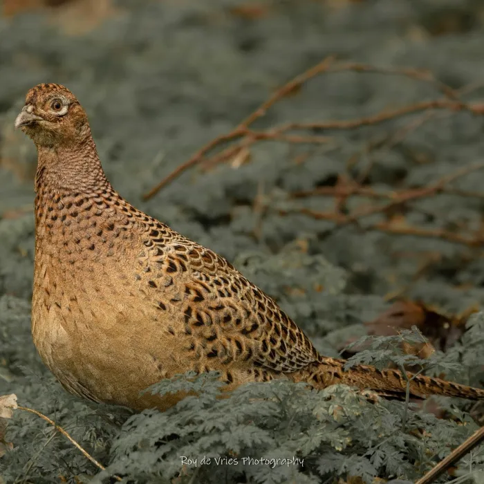 Gespotte Fazant