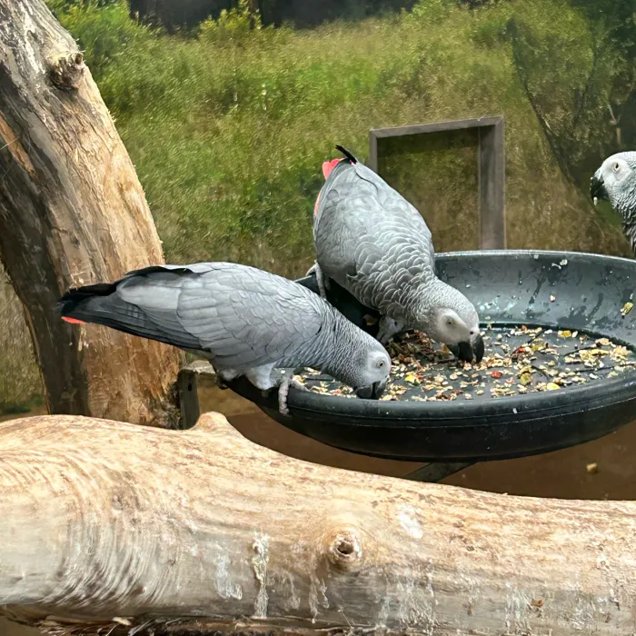 Grijze roodstaartpapegaai