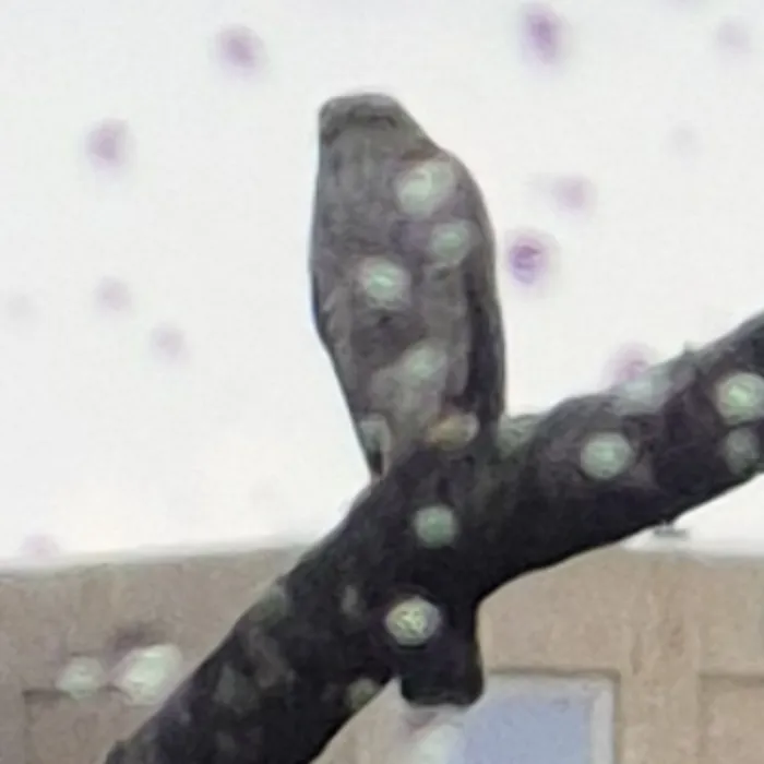 Spotted Eurasian Kestrel