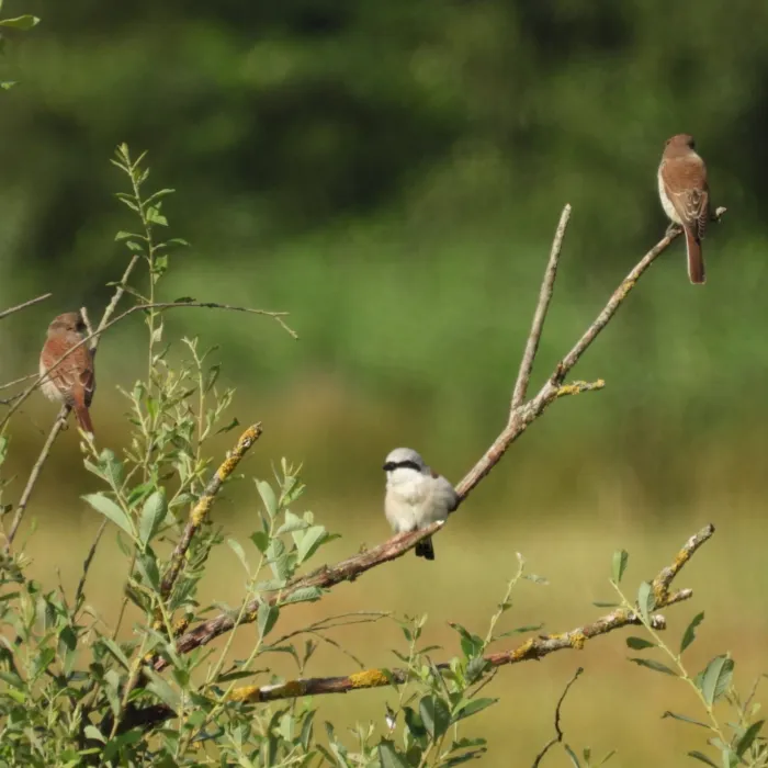 Spotted Red-backed Shrike