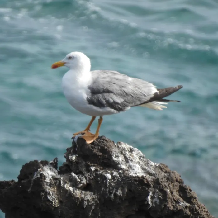 Spotted Yellow-legged Gull