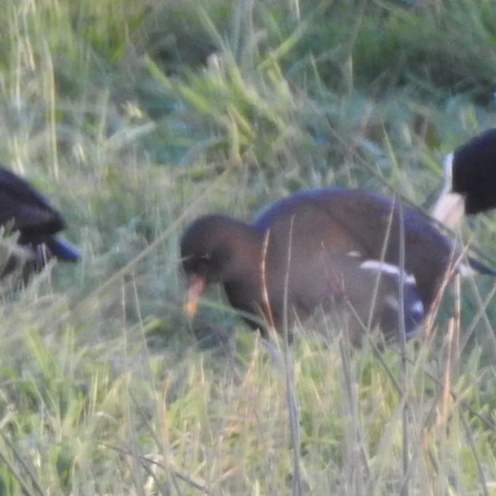 Spotted Eurasian Moorhen