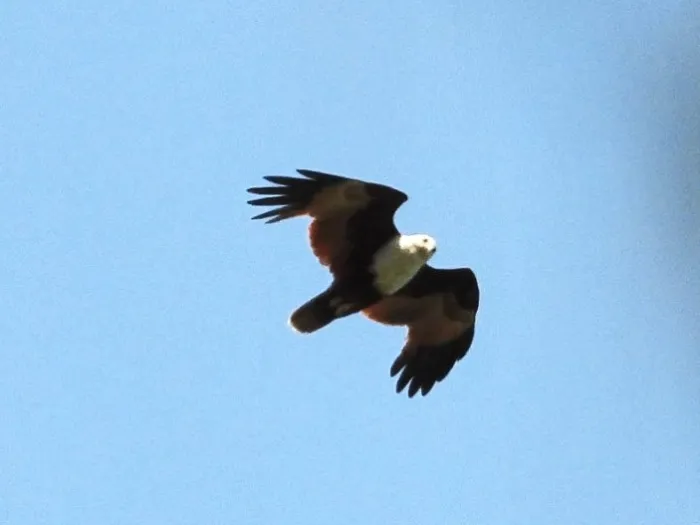 Spotted Brahminy Kite