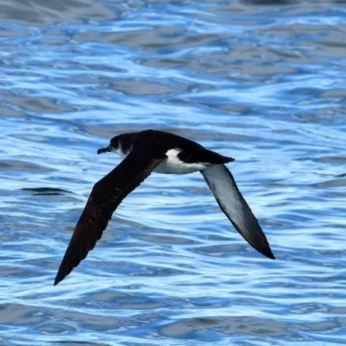 Spotted Manx Shearwater