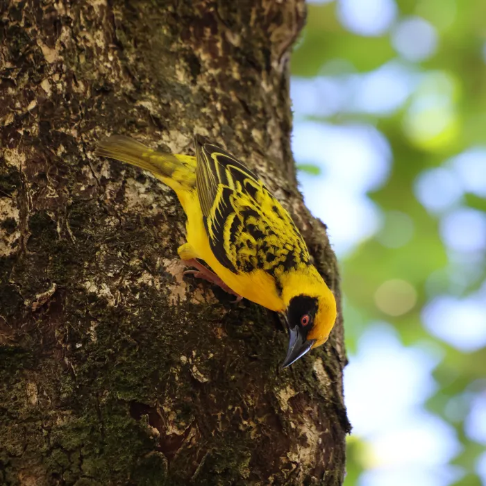 Spotted Village Weaver