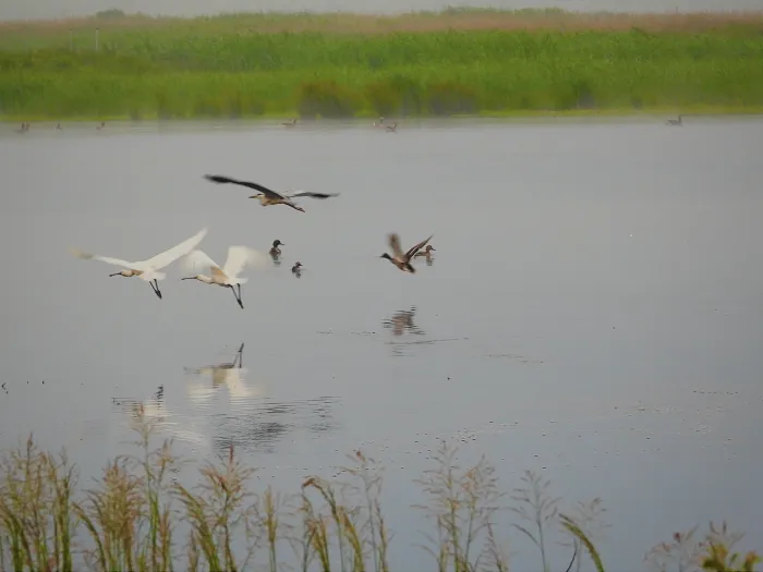 Spotted Eurasian Spoonbill