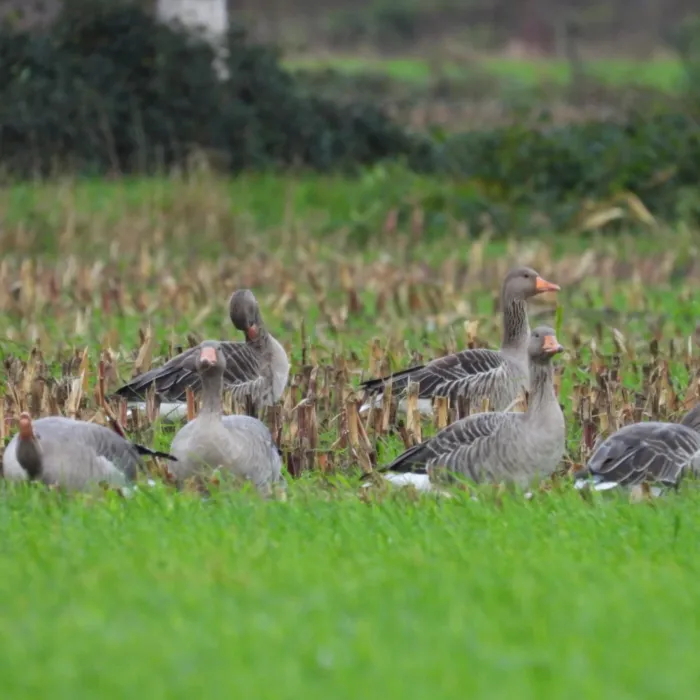 Spotted Graylag Goose
