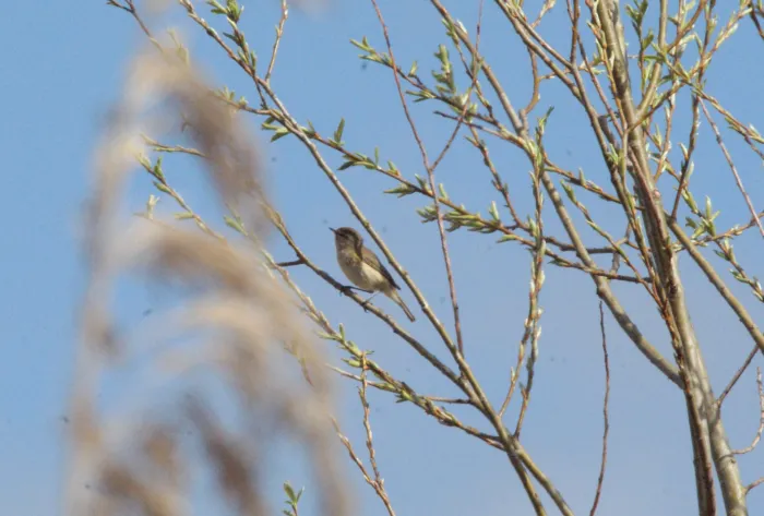 Spotted Common Chiffchaff