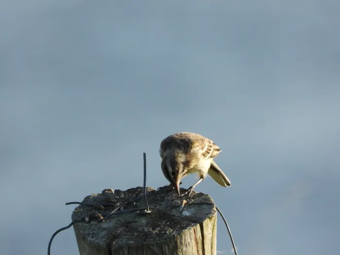 Spotted Meadow Pipit