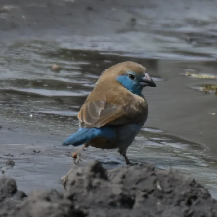 Waargenomen Blauwfazantje