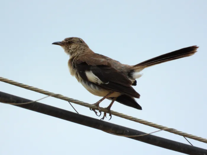 Spotted Northern Mockingbird