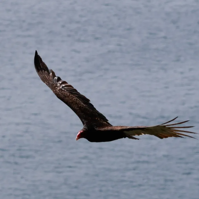 Spotted Turkey Vulture