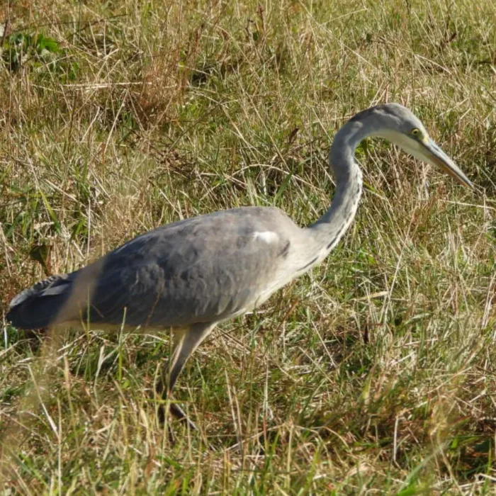 Spotted Gray Heron