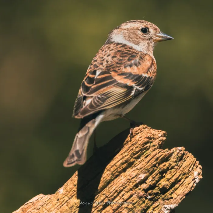 Spotted Brambling