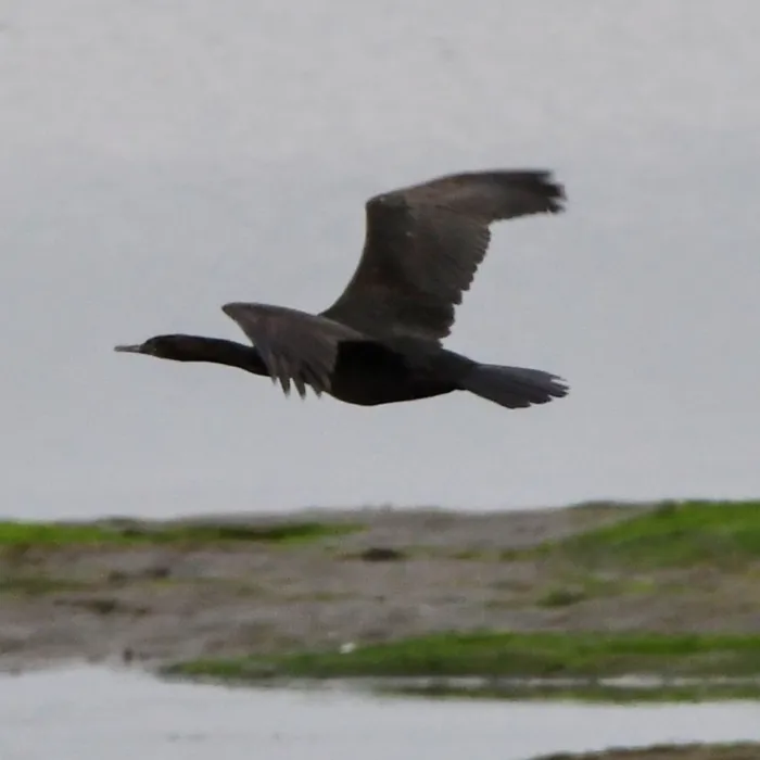 Gespotte Pelagische aalscholver