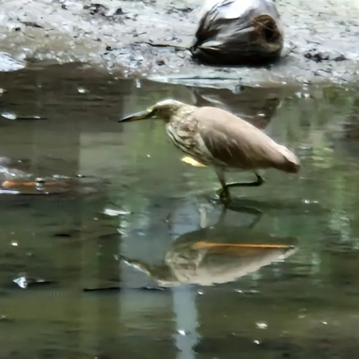 Gespotte Chinese ralreiger