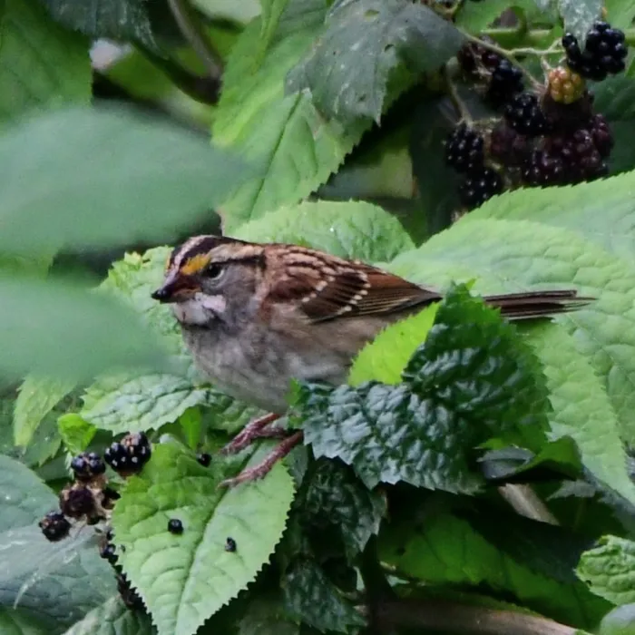 Spotted White-throated Sparrow