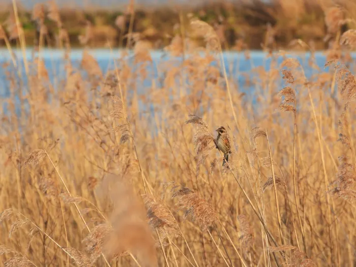 Gespotte Roodborsttapuit