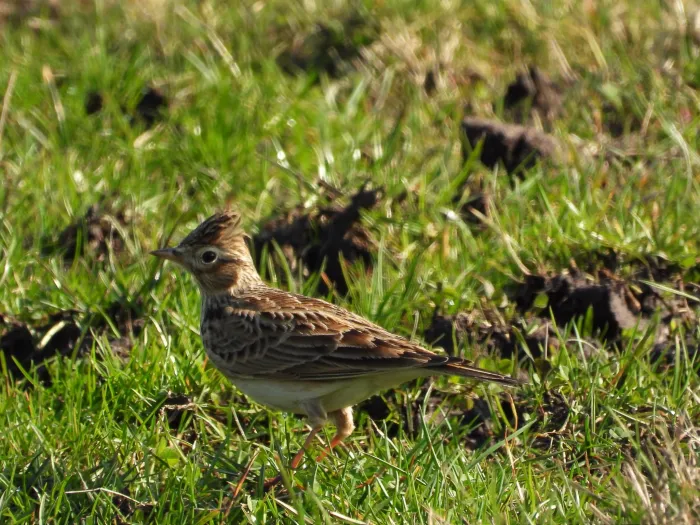 Gespotte Veldleeuwerik