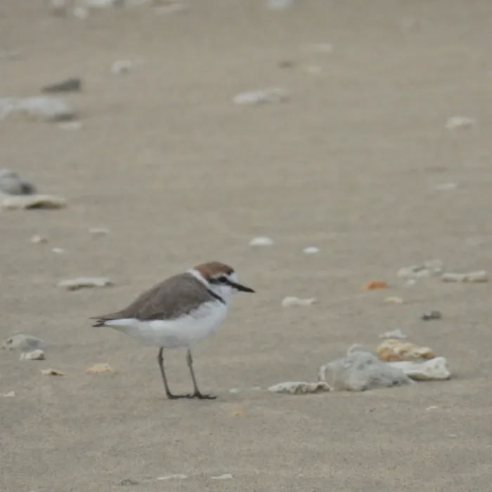 Gespotte Strandplevier
