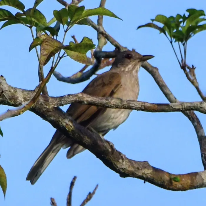 Spotted Pale-breasted Thrush