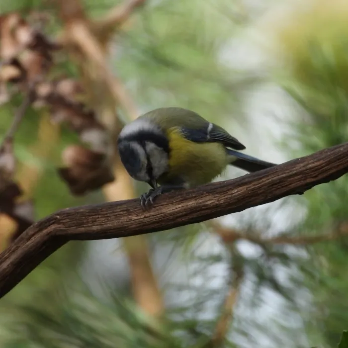 Spotted Eurasian Blue Tit